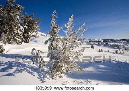 Snow covered trees, Mount Hood, Oregon, USA View Large Photo Image Stock Photo - Snow covered trees, Mount Hood, Oregon, USA. Fotosearch