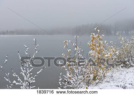 Stock Photograph - Snow on leaves and tree branches in fog . Fotosearch
