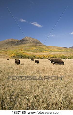 Southern Alberta, Canada; American Bison (Bison bison) View Large Photo Image Stock Photography - Southern Alberta, Canada; American Bison (Bison bison). Fotosearch