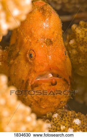 Stock Image - Spotfin Frogfish (Antennarius nummifer). Fotosearch