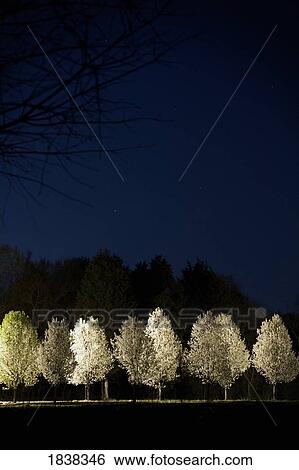 Spotlight on trees at night View Large Photo Image Stock Photograph - Spotlight on trees at night. Fotosearch