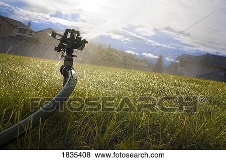 Sprinkler watering the lawn View Large Photo Image Stock Photo - Sprinkler watering the lawn. Fotosearch