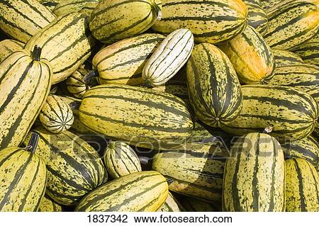Stock Image - Squash. Fotosearch