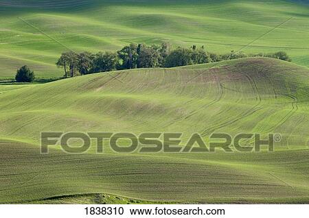 Steptoe Butte, Palouse, Washington, USA View Large Photo Image Stock Image - Steptoe Butte, Palouse, Washington, USA. Fotosearch