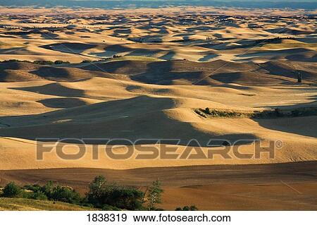 Stock Photo - Steptoe Butte, Palouse, Washington, USA. Fotosearch