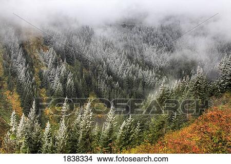 Picture - Stevens Canyon, Mount Rainier National Park, Washington, USA . Fotosearch
