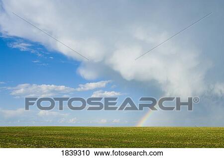 Storm cloud and rainbow over crop View Large Photo Image Stock Image - Storm cloud and rainbow over crop . Fotosearch