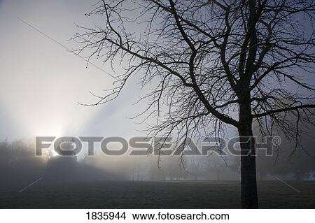 Sun shining through the trees and fog View Large Photo Image Picture - Sun shining through the trees and fog. Fotosearch