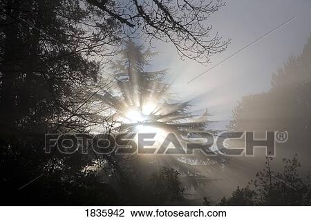 Stock Image - Sun shining through the trees and fog. Fotosearch