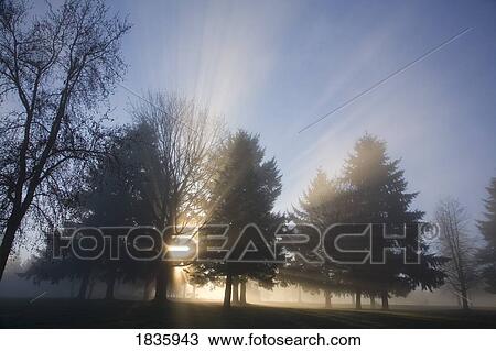 Stock Image - Sun shining through the trees and fog. Fotosearch