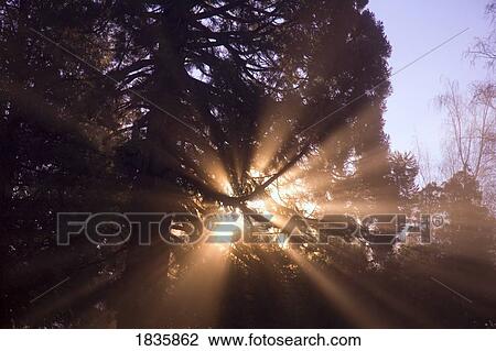 Stock Image - Sun shining through trees. Fotosearch