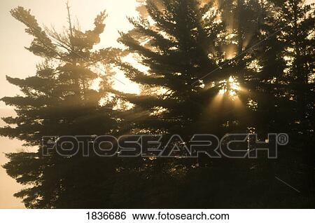 Stock Photograph - Sun shining through trees. Fotosearch