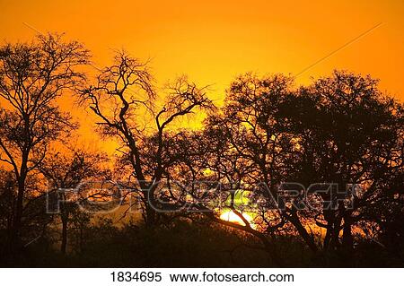 Sunset, Sabi Sand Reserve, Mpumalanga, South Africa, Africa View Large Photo Image Stock Photography - Sunset, Sabi Sand Reserve, Mpumalanga, South Africa, Africa . Fotosearch