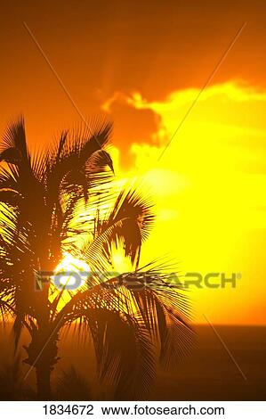 Sunset, Wailea, Maui, Hawaii, USA View Large Photo Image Stock Image - Sunset, Wailea, Maui, Hawaii, USA . Fotosearch
