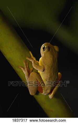 Swamp Frog (imnonectes Leytensis) View Large Photo Image Stock Photo - Swamp Frog (imnonectes Leytensis) . Fotosearch