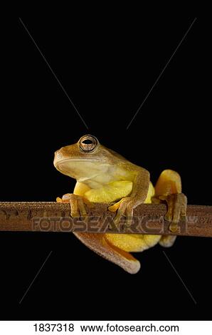Swamp frog (Limnonectes leytensis) View Large Photo Image Stock Photo - Swamp frog (Limnonectes leytensis). Fotosearch