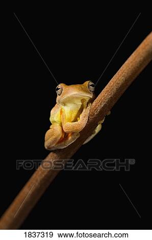 Stock Photo - Swamp frog (Limnonectes Leytensis). Fotosearch
