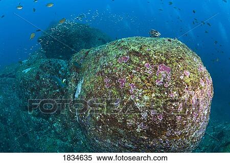 Tachai Pinnacle, Similan National Marine Park, Thailand, Southeast Asia View Large Photo Image Stock Photography - Tachai Pinnacle, Similan National Marine Park, Thailand, Southeast Asia. Fotosearch