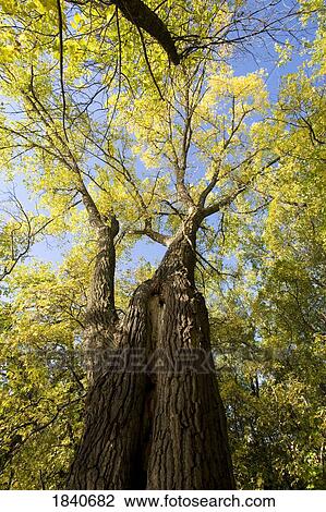 Stock Image - Tall tree. Fotosearch