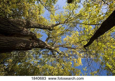 Stock Image - Tall trees. Fotosearch