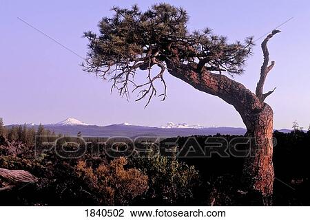 Stock Image - Three Sisters and pine tree from Lava Butte, Oregon, USA . Fotosearch