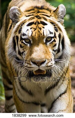 Stock Photo - Tiger, Indianapolis Zoo, Indianapolis, USA. Fotosearch