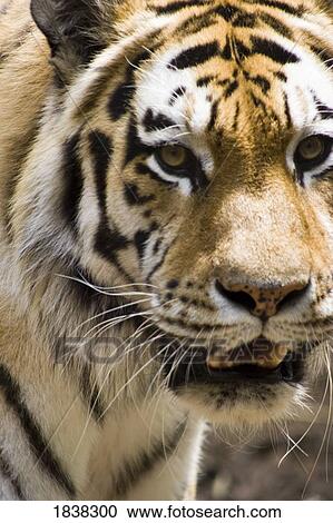Tiger View Large Photo Image Stock Image - Tiger. Fotosearch