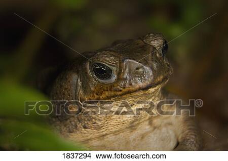 Toad in hiding View Large Photo Image Picture - Toad in hiding. Fotosearch