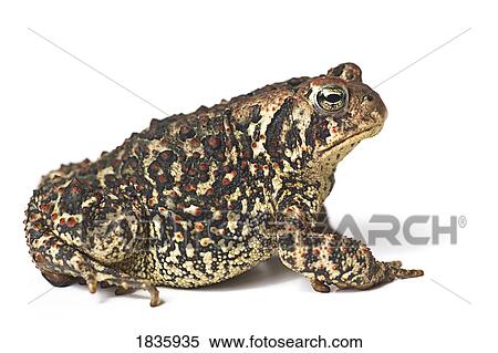 Stock Photography - Toad. Fotosearch