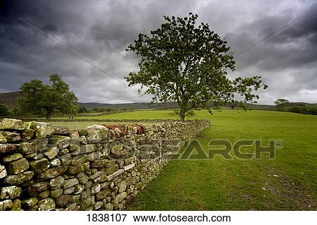 Tree along a stone fence, Cumbria, England View Large Photo Image Stock Photo - Tree along a stone fence, Cumbria, England. Fotosearch