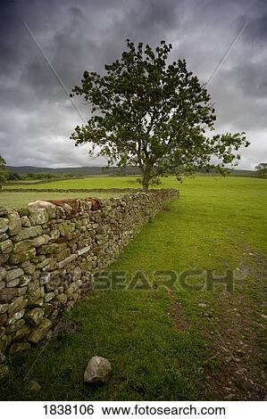 Tree along a stone fence, Cumbria, England View Large Photo Image Stock Photograph - Tree along a stone fence, Cumbria, England. Fotosearch