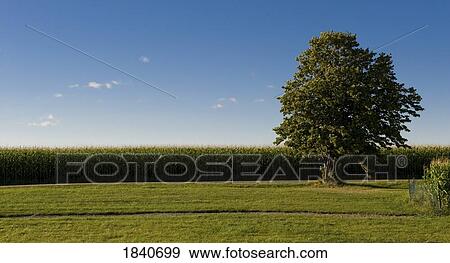 Tree and blue sky, Muskoka, Ontario, Canada View Large Photo Image Stock Photo - Tree and blue sky, Muskoka, Ontario, Canada. Fotosearch