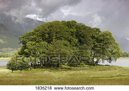Stock Photo - Trees under a cloudy sky. Fotosearch