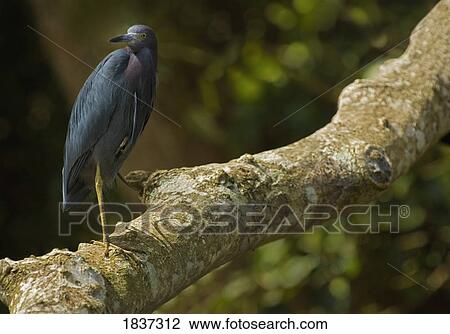 Tricolored Heron (Egretta tricolor) View Large Photo Image Stock Image - Tricolored Heron (Egretta tricolor). Fotosearch
