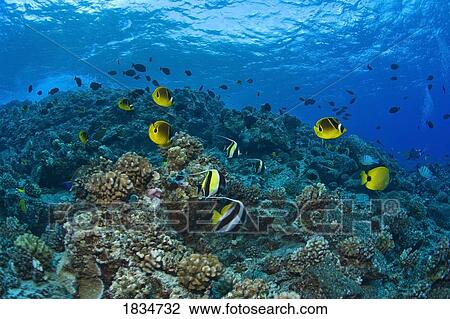 Stock Image - Tropical fish. Fotosearch