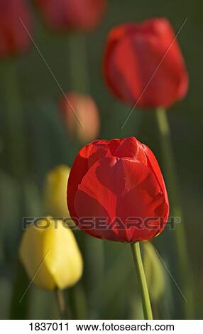 Stock Image - Tulips. Fotosearch