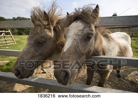 Stock Photograph - Two curious horses. Fotosearch