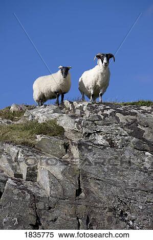 Stock Photography - Two sheep on the rocks. Fotosearch