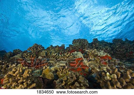 Underwater, Molokini Crater, Maui, Hawaii, USA View Large Photo Image Stock Image - Underwater, Molokini Crater, Maui, Hawaii, USA. Fotosearch