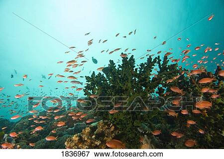 Stock Photo - Verde Island, near Puerto Galera, Philippines, Southeast Asia; Anthias (Anthiinae) near Cup Coral (Balanophyllia elegans). Fotosearch