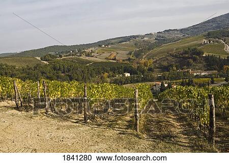 Stock Image - Vineyard, Greti, Italy. Fotosearch
