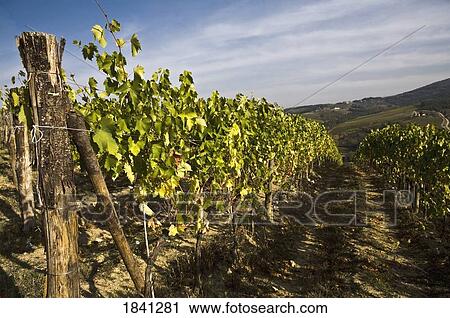 Vineyard, Greti, Italy View Large Photo Image Stock Image - Vineyard, Greti, Italy. Fotosearch
