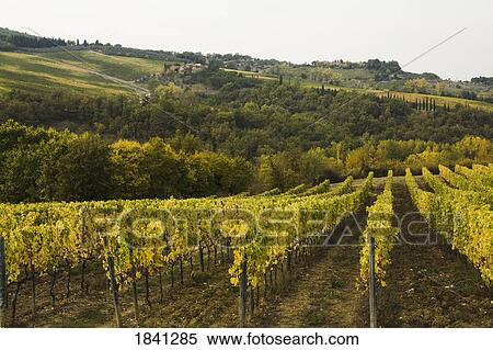 Vineyard, Greti, Italy View Large Photo Image Stock Photography - Vineyard, Greti, Italy. Fotosearch