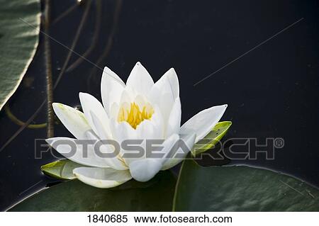 Water lily (Nymphaeaceae) View Large Photo Image Stock Photography - Water lily (Nymphaeaceae). Fotosearch