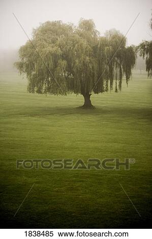 Stock Photography - Weeping willow tree. Fotosearch