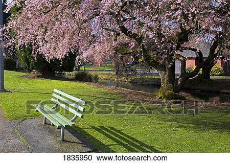 Stock Image - Westmorland Park, Portland, Oregon, USA; Cherry trees during Spring . Fotosearch