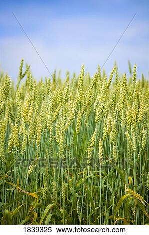 Stock Photography - Wheat crop. Fotosearch