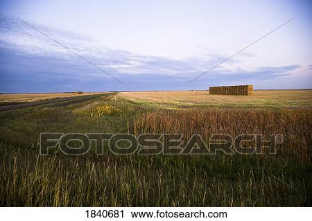 Wheat field, Manitoba, Canada View Large Photo Image Stock Image - Wheat field, Manitoba, Canada. Fotosearch