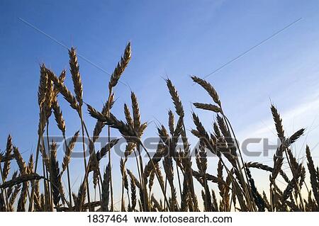 Picture - Wheat. Fotosearch