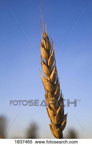 Wheat View Large Photo Image Stock Photography - Wheat. Fotosearch